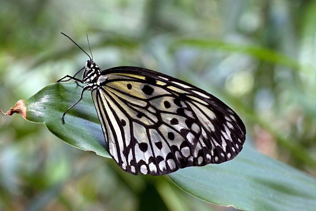 vlinder vlinders hdr insect insecten nederland uitheems Lepidoptera rups rupsen vlindertuin natuur